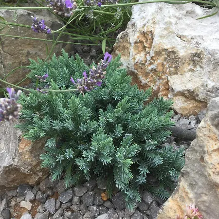 Semesterbostad Lavanda In Kriz - Sežana